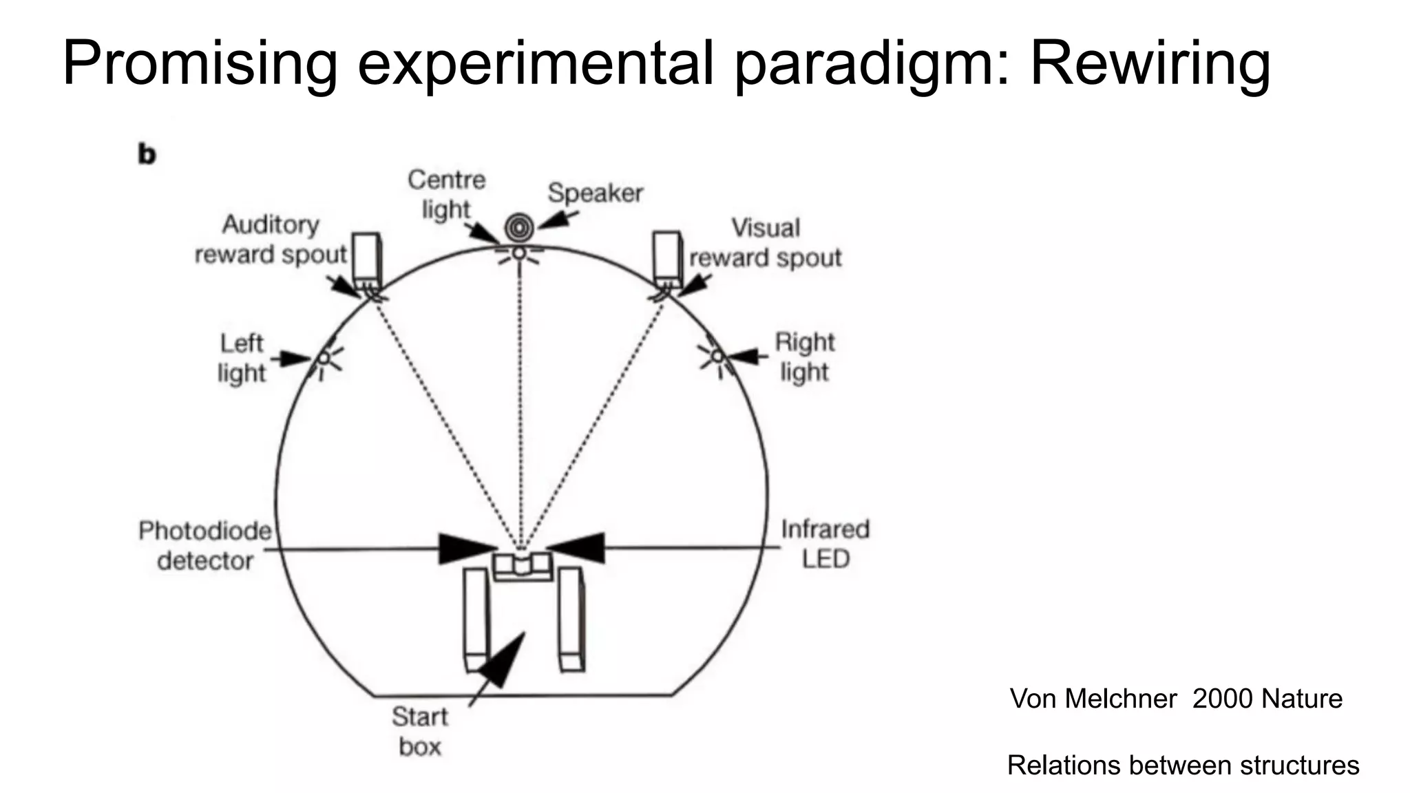 Von Melchner 2000 Nature
Promising experimental paradigm: Rewiring
Relations between structures
 