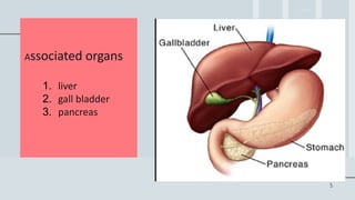 Associated organs
1. liver
2. gall bladder
3. pancreas
5
 