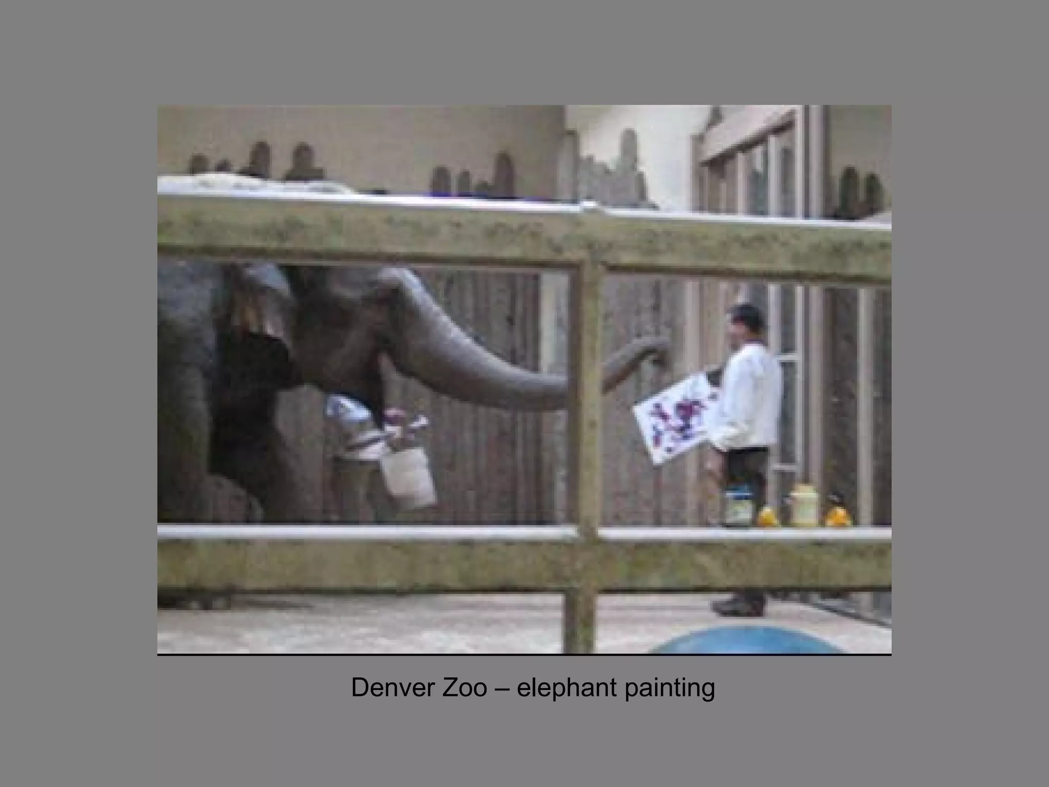 Denver Zoo – elephant painting 