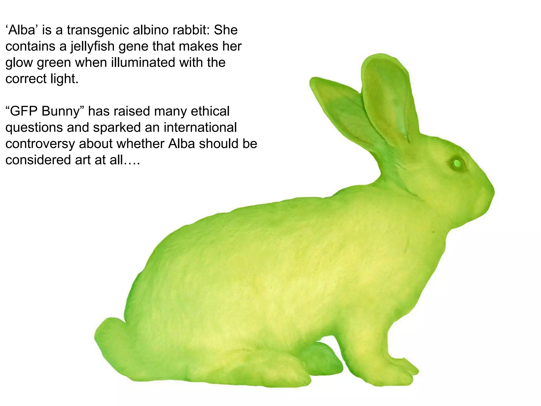 ‘Alba’ is a transgenic albino rabbit: She contains a jellyfish gene that makes her glow green when illuminated with the correct light.  “GFP Bunny” has raised many ethical questions and sparked an international controversy about whether Alba should be considered art at all…. 