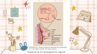 Chapter 23, Fig. 23-1, Bushong 10th Ed., Page 376
 