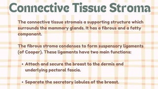 The connective tissue stromais a supporting structure which
surrounds the mammary glands. It has a fibrous and a fatty
component.
The fibrous stroma condenses to form suspensory ligaments
(of Cooper). These ligaments have two main functions:
Attach and secure the breast to the dermis and
underlying pectoral fascia.
Separate the secretory lobules of the breast.
Connective Tissue Stroma
 