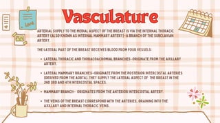 Vasculature
Vasculature
Arterial supply to the medial aspect of the breast is via the internal thoracic
artery (also known as internal mammary artery)–a branch of the subclavian
artery.
The lateral part of the breast receives blood from four vessels:
Lateral thoracic and thoracoacromial branches–originate from the axillary
artery.
Lateral mammary branches–originate from the posterior intercostal arteries
(derived from the aorta). They supply the lateral aspect of the breast in the
2nd 3rd and 4th intercostal spaces.
Mammary branch– originates from the anterior intercostal artery.
The veins of the breast correspond with the arteries, draining into the
axillary and internal thoracic veins.
 