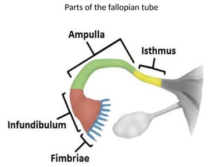 WEEK 1 EMBRYOLOGY FERTILIZATION CHRISTINE NGUGI.pptx