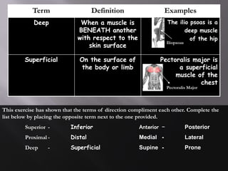 Deep Muscle Example Week 1 Basic Functional Anatomy for elective strength and conditioning.ppt