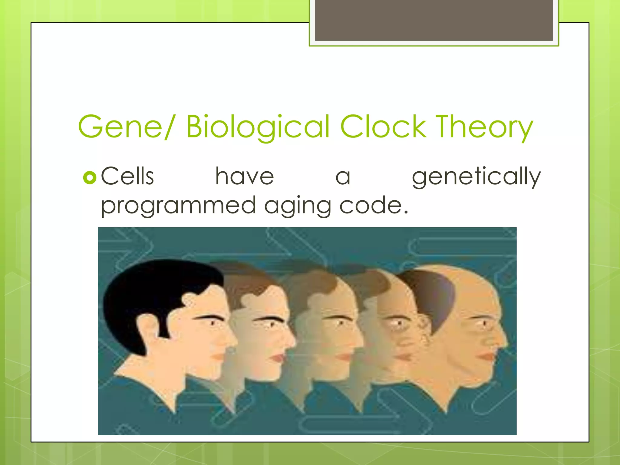 Gene/ Biological Clock Theory
 Cells  have    a      genetically
 programmed aging code.
 