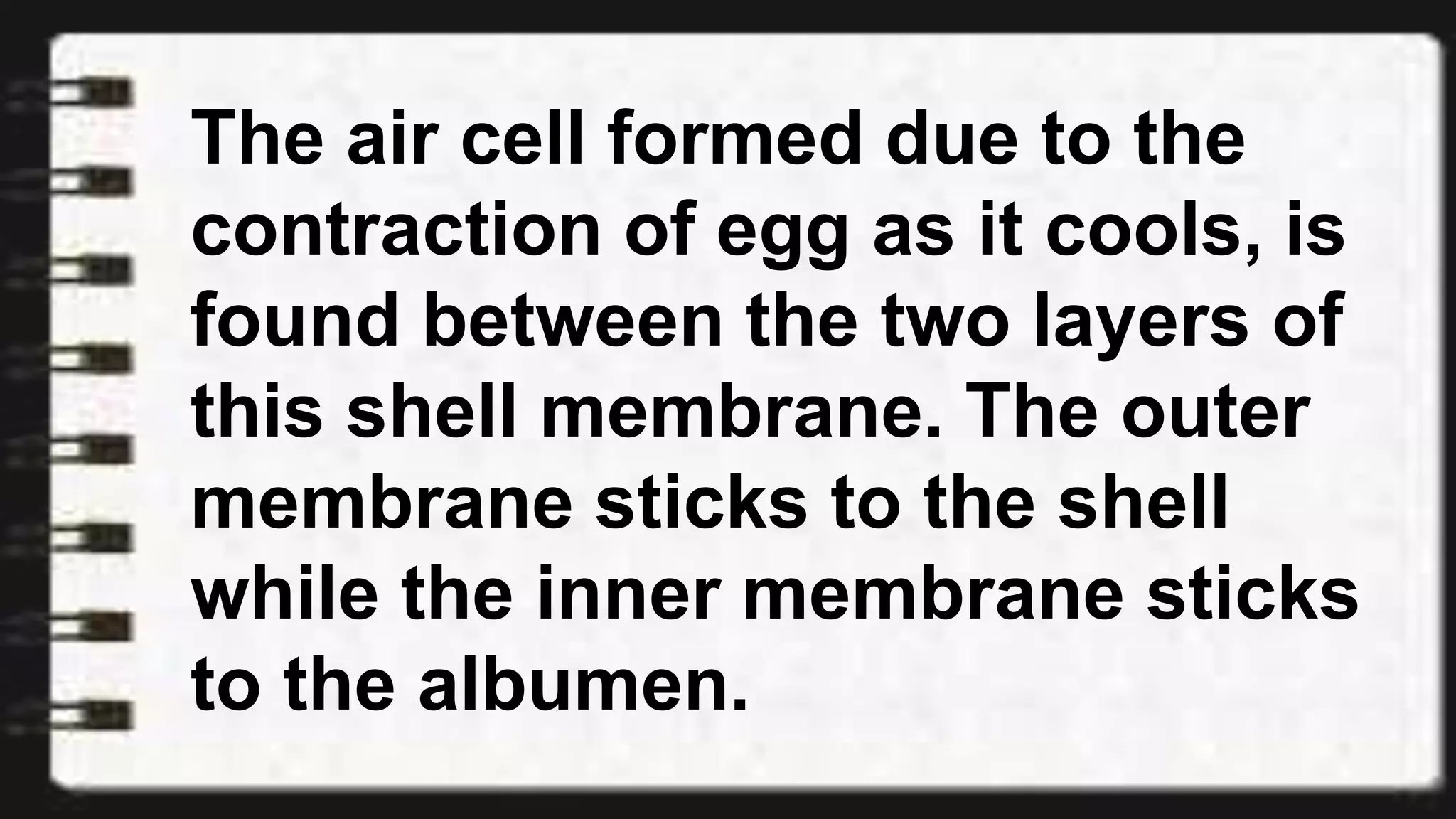 The air cell formed due to the
contraction of egg as it cools, is
found between the two layers of
this shell membrane. The outer
membrane sticks to the shell
while the inner membrane sticks
to the albumen.
 