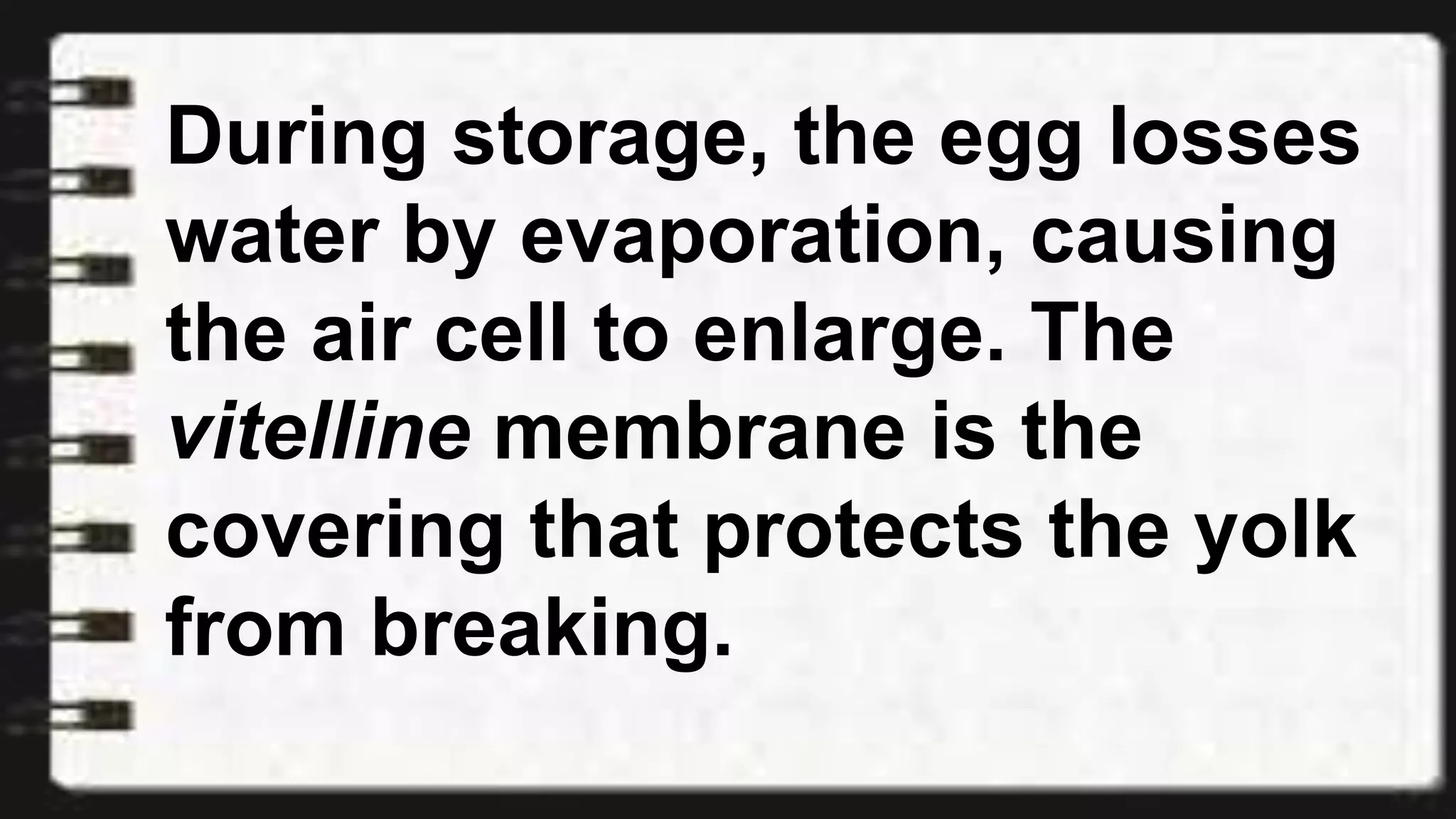 During storage, the egg losses
water by evaporation, causing
the air cell to enlarge. The
vitelline membrane is the
covering that protects the yolk
from breaking.
 