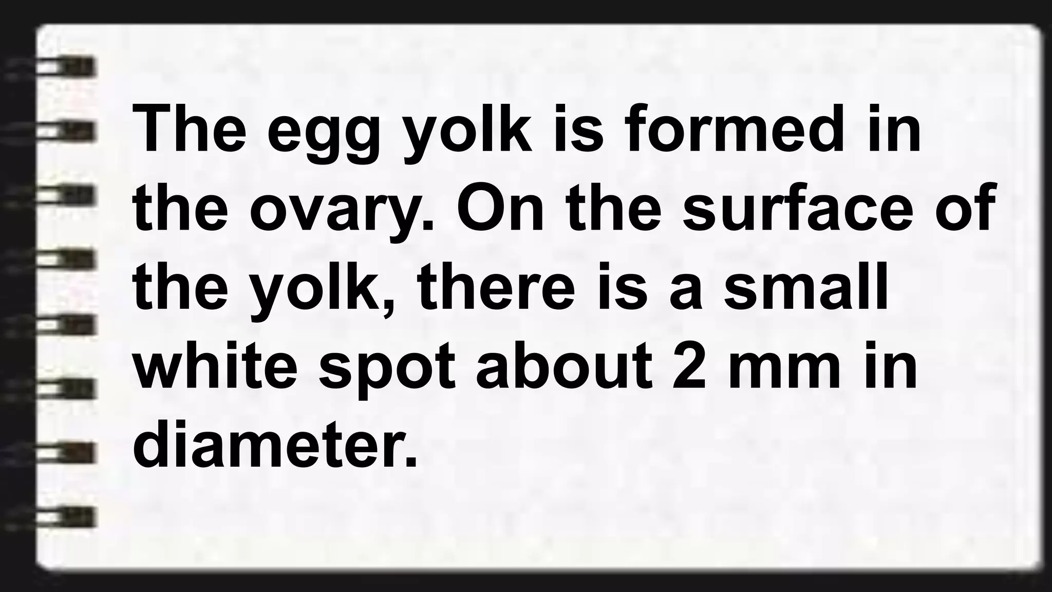 The egg yolk is formed in
the ovary. On the surface of
the yolk, there is a small
white spot about 2 mm in
diameter.
 