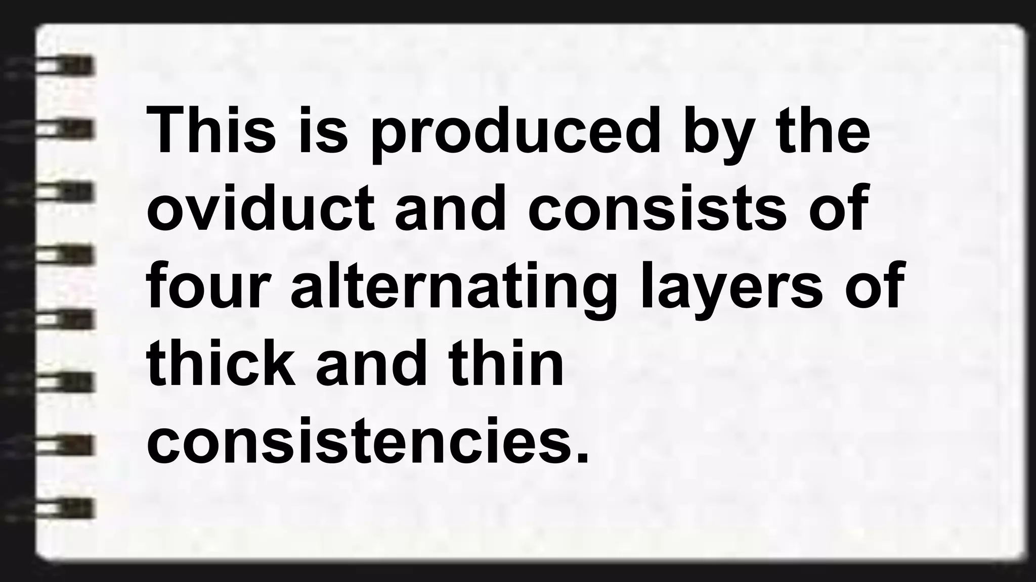 This is produced by the
oviduct and consists of
four alternating layers of
thick and thin
consistencies.
 