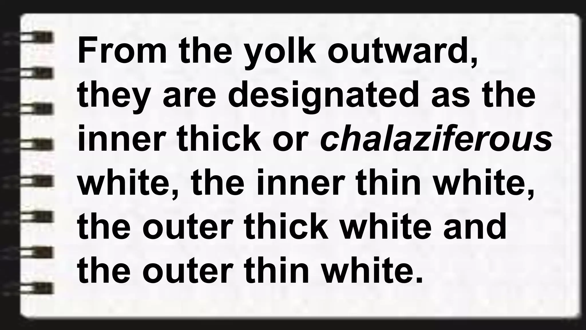 From the yolk outward,
they are designated as the
inner thick or chalaziferous
white, the inner thin white,
the outer thick white and
the outer thin white.
 