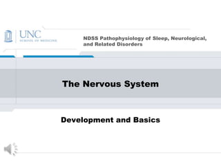 The Nervous System  Development and Basics 