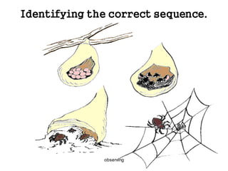 observing
Identifying the correct sequence.
 