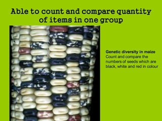 measuring & using no
Able to count and compare quantity
of items in one group
Genetic diversity in maize
Count and compare the
numbers of seeds which are
black, white and red in colour
 