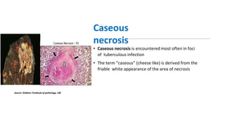 Week 1 Theme Cell Injury Cell Death and Adaptations.pptx