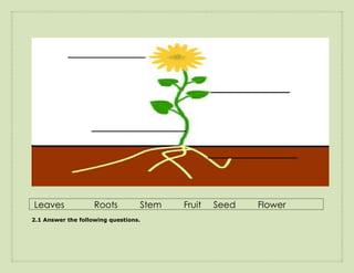 Leaves              Roots         Stem   Fruit   Seed   Flower
2.1 Answer the following questions.
 