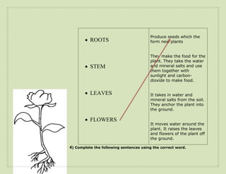 Produce seeds which the
        ROOTS                          form new plants


                                        They make the food for the
                                        plant. They take the water
        STEM                           and mineral salts and use
                                        them together with
                                        sunlight and carbon-
                                        dioxide to make food.


        LEAVES                         It takes in water and
                                        mineral salts from the soil.
                                        They anchor the plant into
                                        the ground.

        FLOWERS
                                        It moves water around the
                                        plant. It raises the leaves
                                        and flowers of the plant off
                                        the ground.

4) Complete the following sentences using the correct word.
 