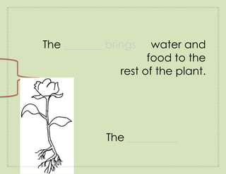 The _______ brings    water and
                     food to the
               rest of the plant.




            The _________
 