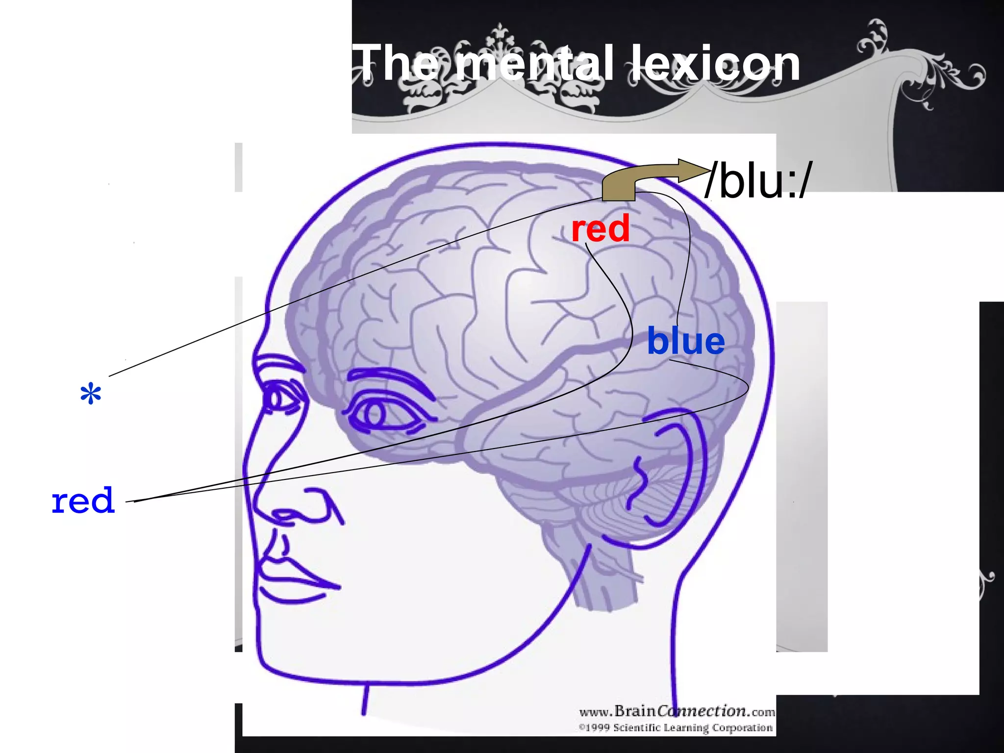 The mental lexicon
red
*
/blu:/
red
blue
 
