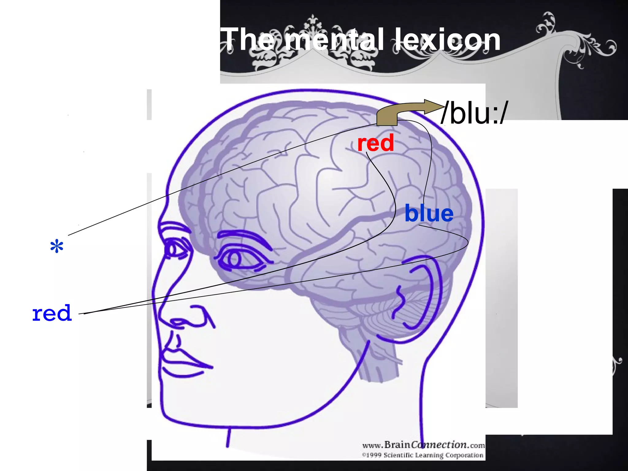 The mental lexicon
red
*
/blu:/
red
blue
red
blue
red
blue
red
blue
red
blue
 