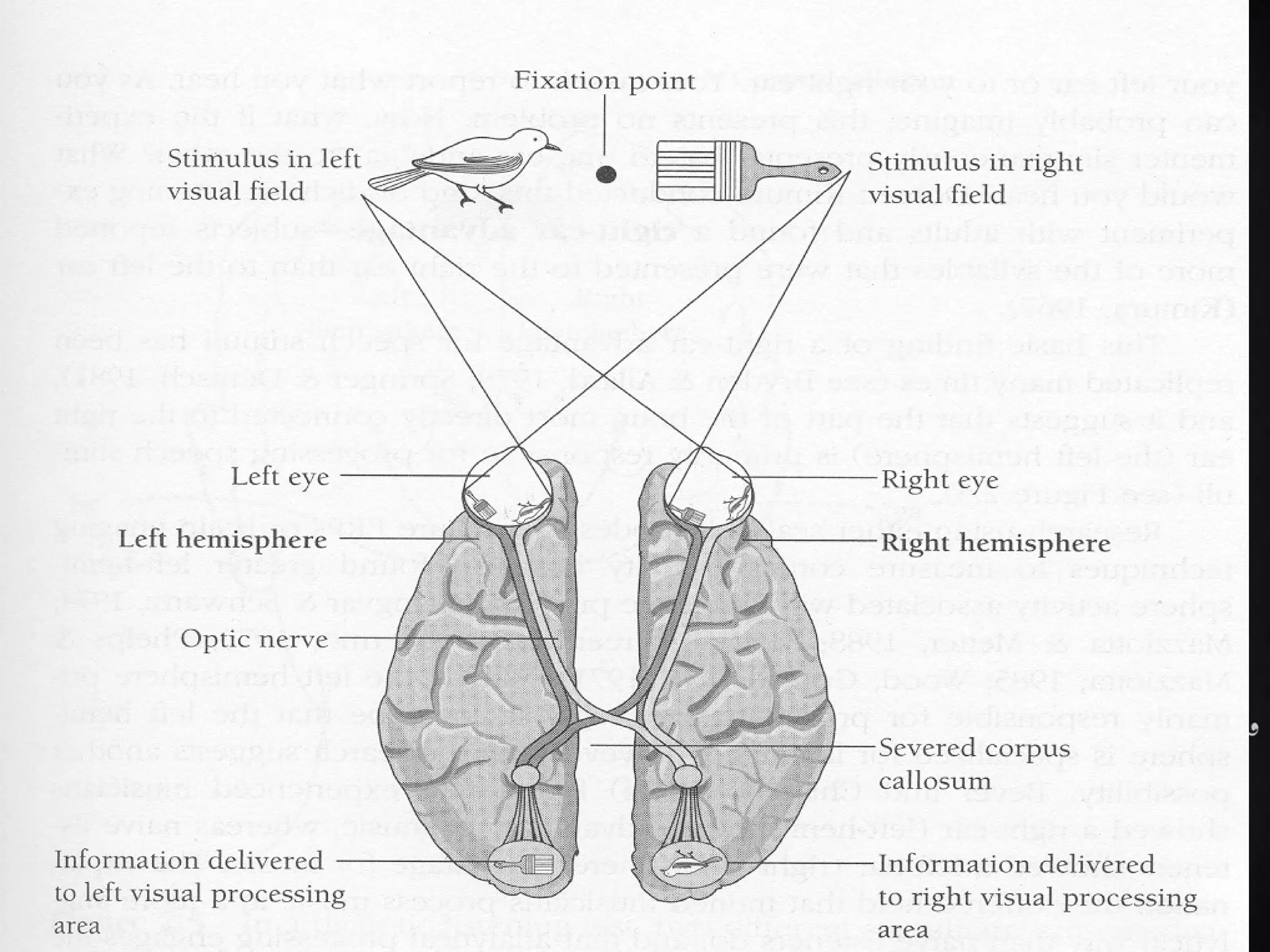 RESEARCH METHODOLOGY
IN PSYCHOLINGUISTICS
 