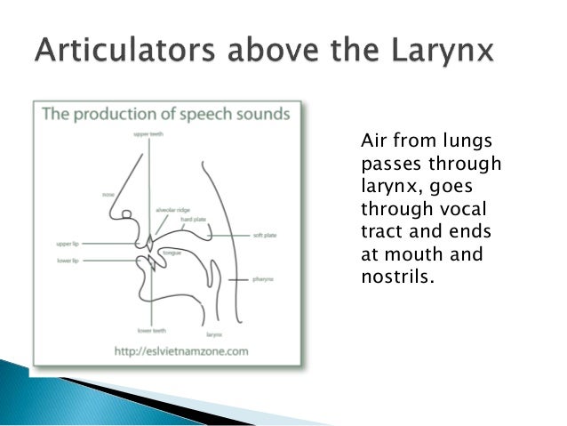 production of speech sound