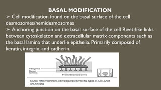 WEEK 2-CELL TYPES, FUNCTIONS & MODIFICATION.pptx