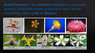 Patterns And Regularities Example PATTERNS AND REGULARITIES IN NATURE 2024 | PPTX