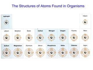 The Structures of Atoms Found in Organisms 
