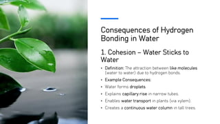 Consequences of Hydrogen
Bonding in Water
1. Cohesion – Water Sticks to
Water
• Definition: The attraction between like molecules
(water to water) due to hydrogen bonds.
• Example Consequences:
• Water forms droplets.
• Explains capillary rise in narrow tubes.
• Enables water transport in plants (via xylem).
• Creates a continuous water column in tall trees.
 