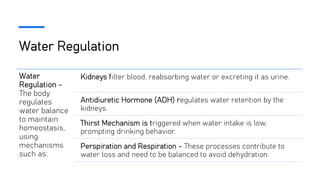 Water Regulation
Water
Regulation -
The body
regulates
water balance
to maintain
homeostasis,
using
mechanisms
such as:
Kidneys filter blood, reabsorbing water or excreting it as urine.
Antidiuretic Hormone (ADH) regulates water retention by the
kidneys.
Thirst Mechanism is triggered when water intake is low,
prompting drinking behavior.
Perspiration and Respiration - These processes contribute to
water loss and need to be balanced to avoid dehydration.
 