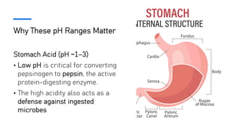Why These pH Ranges Matter
Stomach Acid (pH ~1–3)
• Low pH is critical for converting
pepsinogen to pepsin, the active
protein-digesting enzyme.
• The high acidity also acts as a
defense against ingested
microbes
 