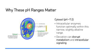Why These pH Ranges Matter
Cytosol (pH ~7.2)
• Intracellular enzymes
function optimally within this
narrow, slightly alkaline
range.
• Deviation can disrupt
metabolism and intracellular
signaling
 