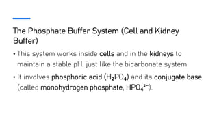 The Phosphate Buffer System (Cell and Kidney
Buffer)
• This system works inside cells and in the kidneys to
maintain a stable pH, just like the bicarbonate system.
• It involves phosphoric acid (H₂PO₄) and its conjugate base
(called monohydrogen phosphate, HPO₄²⁻).
 