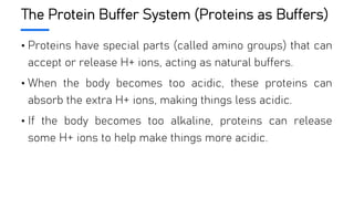 The Protein Buffer System (Proteins as Buffers)
• Proteins have special parts (called amino groups) that can
accept or release H+ ions, acting as natural buffers.
• When the body becomes too acidic, these proteins can
absorb the extra H+ ions, making things less acidic.
• If the body becomes too alkaline, proteins can release
some H+ ions to help make things more acidic.
 