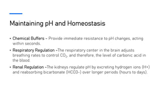 Maintaining pH and Homeostasis
• Chemical Buffers - Provide immediate resistance to pH changes, acting
within seconds.
• Respiratory Regulation -The respiratory center in the brain adjusts
breathing rates to control CO2, and therefore, the level of carbonic acid in
the blood.
• Renal Regulation -The kidneys regulate pH by excreting hydrogen ions (H+)
and reabsorbing bicarbonate (HCO3-) over longer periods (hours to days).
 