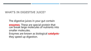 WHAT’S IN DIGESTIVE JUICE?
The digestive juices in your gut contain
enzymes. These are special protein that
can break large molecules of nutrients into
smaller molecules.
Enzymes are known as biological catalysts-
they speed up digestion.
 