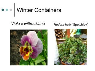 Winter Containers
Viola x wittrockiana Hedera helix ‘Spetchley’
 