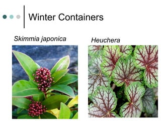 Winter Containers
Skimmia japonica Heuchera
 