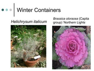 Winter Containers
Helichrysum italicum
Brassica oloracea (Capita
group) ‘Northern Lights’
 