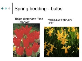 Spring bedding - bulbs
Tulipa fosteriana ‘Red
Emperor’
Narcissus ‘February
Gold’
 