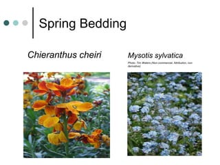 Spring Bedding
Chieranthus cheiri Mysotis sylvatica
Photo: Tim Waters (Non-commercial, Attribution, non
derivative)
 