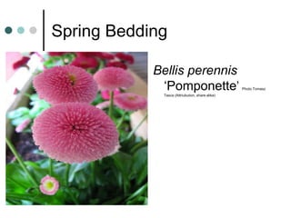 Spring Bedding
Bellis perennis
‘Pomponette’ Photo Tomasz
Tasca (Attriubution, share alike)
 