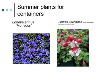 Summer plants for
containers
Lobelia erinus
‘Monsoon’
Fuchsia ‘Swingtime’ Photo: John Keogh
(attribution, non-commercial)
 