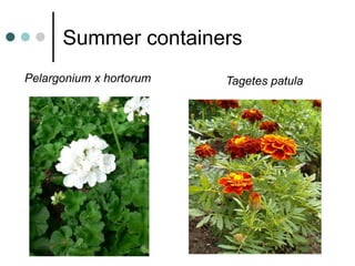 Summer containers
Pelargonium x hortorum Tagetes patula
 