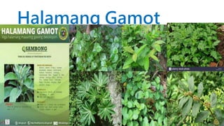 Halamang Gamot
 