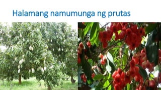 Halamang namumunga ng prutas
 