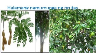 Halamang namumunga ng prutas
 