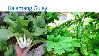 Halamang Gulay
 