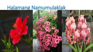 Halamang Namumulaklak
 